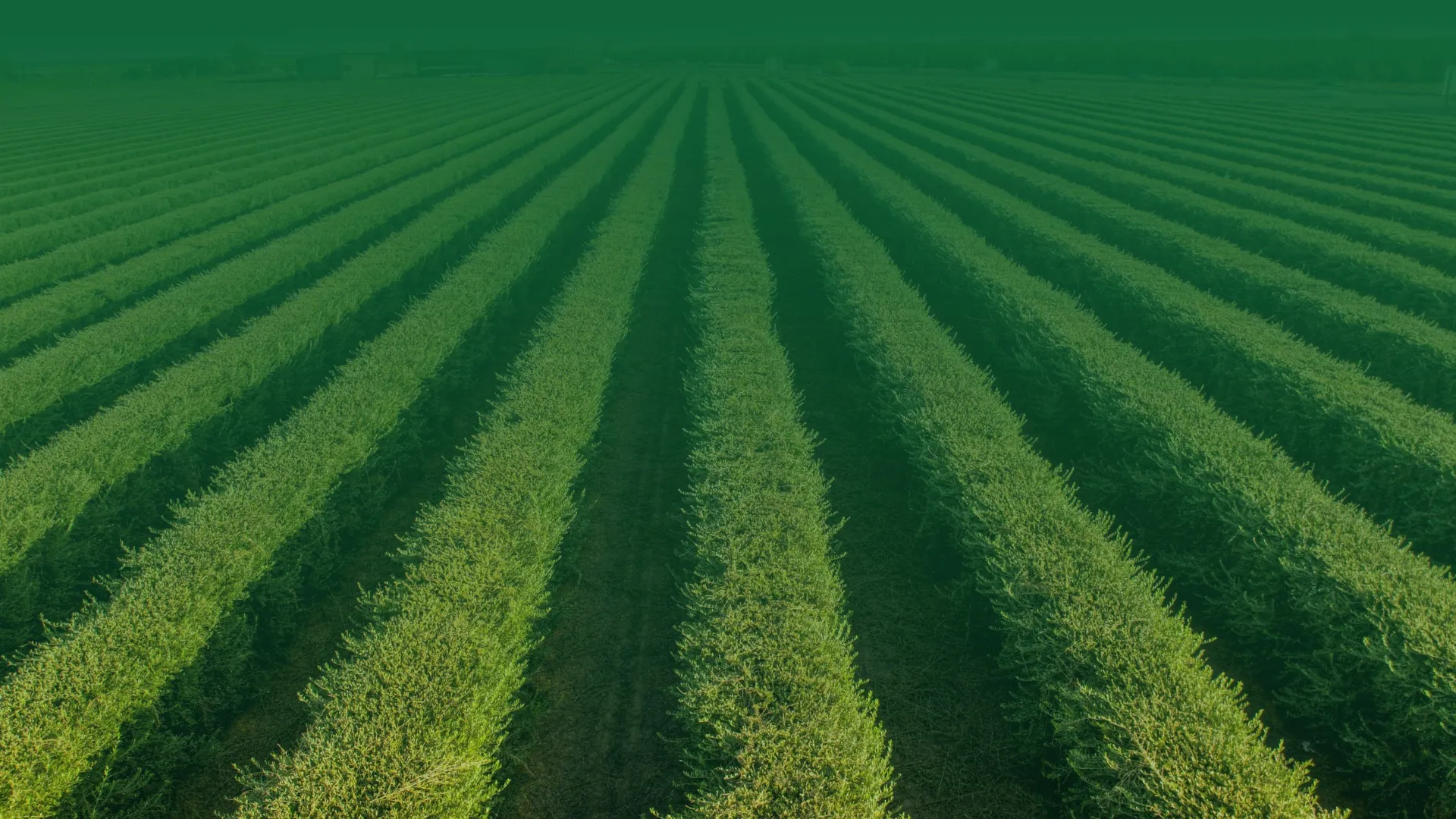 Surcos de cultivo verdes hasta el horizonte